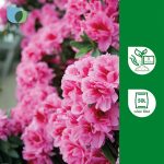 Verve Ericaceous Peat-free Compost 50L - Image 4