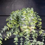 50cm Eucalyptus Artificial plant in Grey Ceramic Pot - Image 5
