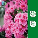 Verve Ericaceous Peat-free Compost 50L - Image 2